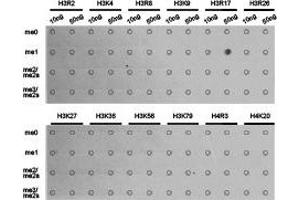 Dot-blot analysis of all sorts of methylation peptides using H3R17me1 antibody. (Histone 3 Antikörper  (H3R17me))