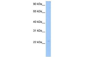 LOC728566 antibody used at 0. (LOC728566 Antikörper  (N-Term))