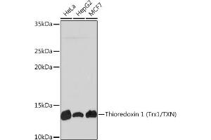 Western blot analysis of extracts of various cell lines, using Thioredoxin 1 (Trx1/TXN) Rabbit mAb (ABIN1679926, ABIN3018425, ABIN3018426 and ABIN7101611) at 1:1000 dilution. (TXN Antikörper)