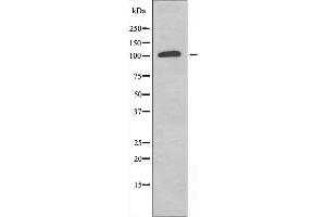 RPS6KC1 Antikörper  (Internal Region)