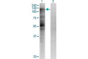 Western Blot analysis of MSH2 expression in transfected 293T cell line by MSH2 monoclonal antibody (M04), clone 4F11. (MSH2 Antikörper  (AA 835-934))