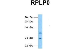 Host:  Rabbit  Target Name:  RPLP0  Sample Tissue:  Human Hela  Antibody Dilution:  1. (RPLP0 Antikörper  (Middle Region))