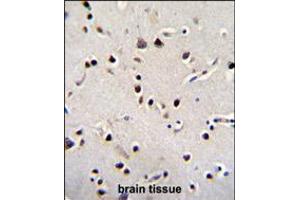 LRRC46 Antibody immunohistochemistry analysis in formalin fixed and paraffin embedded human brain tissue followed by peroxidase conjugation of the secondary antibody and DAB staining. (LRRC46 Antikörper  (N-Term))