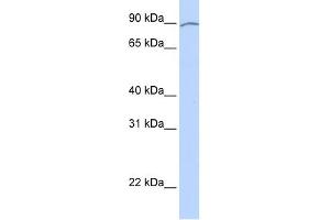 KIAA0317 antibody used at 1 ug/ml to detect target protein. (AREL1 Antikörper  (Middle Region))