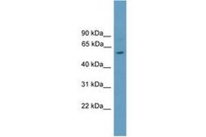 Image no. 1 for anti-RAR-Related Orphan Receptor C (RORC) (AA 101-150) antibody (ABIN6744574) (RORC Antikörper  (AA 101-150))