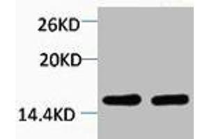 Western blot analysis of 1) Hela, 2) 3T3, diluted at 1:2000. (HIST1H4A Antikörper  (2meLys59))