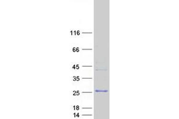 NPM3 Protein (Myc-DYKDDDDK Tag)