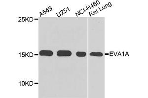 Western blot analysis of extracts of various cell lines, using EVA1A antibody. (TMEM166 Antikörper)