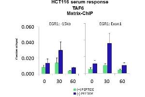 Quiescent human colon carcinoma HCT116 cultures were treated with 10% FBS for three time points (0, 15, 30min) or (0, 30, 60min) were used in Matrix-ChIP and real-time PCR assays at EGR1 gene (Exon1) and 15kb upstream site. (TAF6 Antikörper  (C-Term))