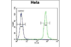 Flow cytometric analysis of Hela cells (right histogram) compared to a negative control cell (left histogram). (ZNF384 Antikörper  (C-Term))