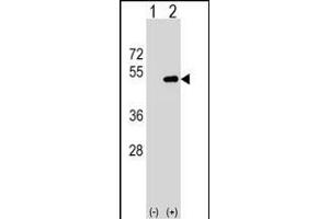Western blot analysis of FNTA (arrow) using rabbit polyclonal FNTA Antibody (N-term) (ABIN1539445 and ABIN2849550). (FNTA Antikörper  (N-Term))