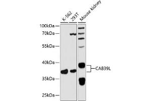 Western blot analysis of extracts of various cell lines, using CL antibody  at 1:3000 dilution. (CAB39L Antikörper  (AA 1-337))