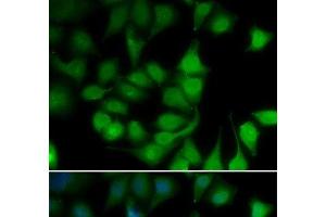 Immunofluorescence analysis of U2OS cells using POLR2H Polyclonal Antibody (POLR2H Antikörper)
