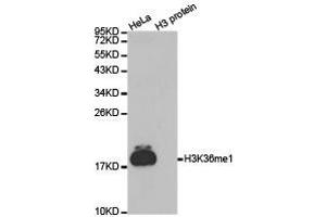 Western Blotting (WB) image for anti-Histone 3 (H3) (H3K36me) antibody (ABIN1873003) (Histone 3 Antikörper  (H3K36me))