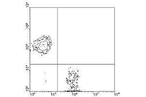 Image no. 1 for anti-CD3 epsilon (CD3E) antibody (FITC) (ABIN135087) (CD3 epsilon Antikörper  (FITC))