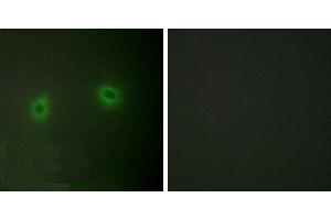 Peptide - +Immunofluorescence analysis of HeLa cells, using Caper antibody. (RBM39 Antikörper  (Internal Region))