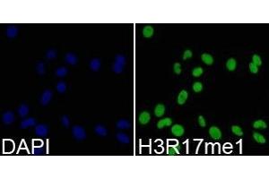 Immunofluorescence analysis of 293T cell using H3R17me1 antibody. (Histone 3 Antikörper  (H3R17me))