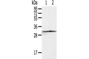 Western Blotting (WB) image for anti-Caspase 3 (CASP3) antibody (ABIN2427570) (Caspase 3 Antikörper)
