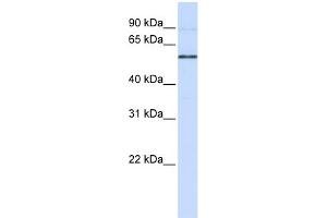 WB Suggested Anti-ESRRB Antibody Titration:  0. (ESRRB Antikörper  (N-Term))