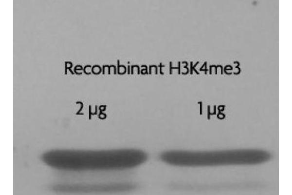 Histone 3 Protein (H3) (H3K4me3)