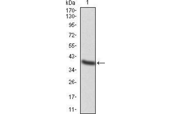 TFAP2A Antikörper  (AA 1-100)