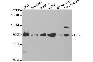 Western blot analysis of extracts of various cell lines, using DDX5 antibody. (DDX5 Antikörper)