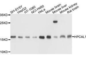 Western blot analysis of extracts of various cell lines, using HPCAL1 antibody (ABIN4903961) at 1:1000 dilution. (HPCAL1 Antikörper)