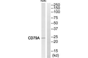 Western blot analysis of extracts from HuvEc cells, using CD79A antibody. (CD79a Antikörper  (Internal Region))