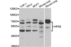 Western blot analysis of extracts of various cell lines, using HPSE antibody. (HPSE Antikörper)