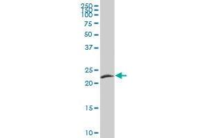 FGF21 MaxPab polyclonal antibody. (FGF21 Antikörper  (AA 1-209))