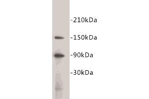 Western Blotting (WB) image for anti-CD34 (CD34) (C-Term) antibody (ABIN1854859) (CD34 Antikörper  (C-Term))