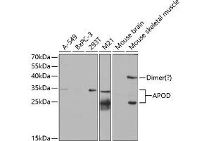 Western blot analysis of extracts of various cell lines, using APOD antibody (ABIN6127443, ABIN6137014, ABIN6137016 and ABIN6220914) at 1:1000 dilution. (Apolipoprotein D Antikörper  (AA 21-189))