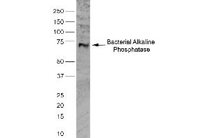 Western Blotting (WB) image for anti-Alkaline Phosphatase (ALP) antibody (ABIN2477353) (Alkaline Phosphatase Antikörper)