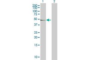 Western Blot analysis of CD14 expression in transfected 293T cell line by CD14 MaxPab polyclonal antibody. (CD14 Antikörper  (AA 1-375))