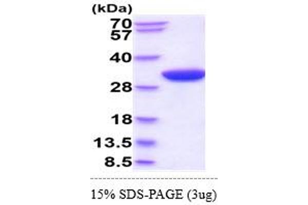 RPS6KB1 Protein (AA 1-525) (His tag)