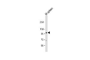 Anti-Mouse Nod1 Antibody (Center) at 1:1000 dilution + mouse spleen lysate Lysates/proteins at 20 μg per lane. (NOD1 Antikörper  (AA 556-584))