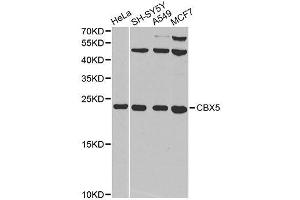 Western blot analysis of extracts of various cell lines, using CBX5 antibody. (CBX5 Antikörper  (AA 1-191))