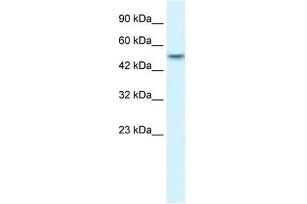 ANKRD11 Antikörper  (N-Term)