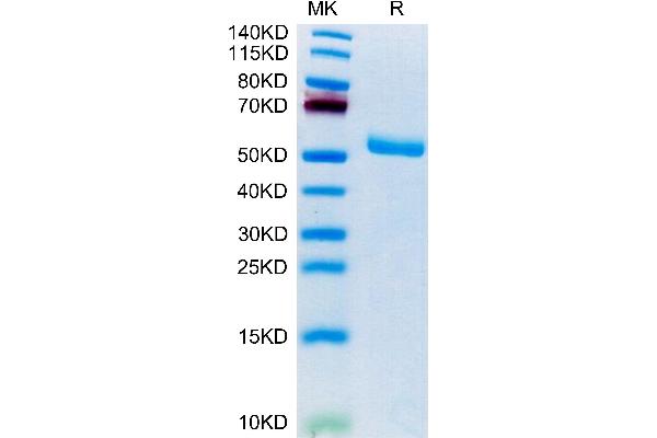 FAM3D Protein (AA 26-223) (Fc Tag)