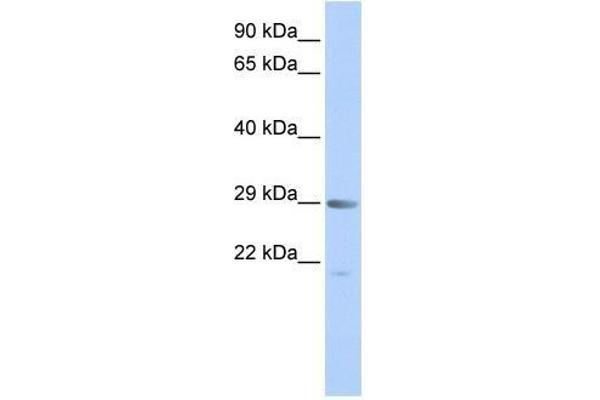 MORF4 Antikörper  (Middle Region)