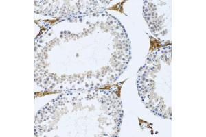 Immunohistochemistry of paraffin-embedded mouse testis using FMOD antibody. (Fibromodulin Antikörper)