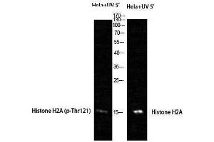 Western Blotting (WB) image for anti-Histone H2A (pThr121) antibody (ABIN3182944) (Histone H2A Antikörper  (pThr121))