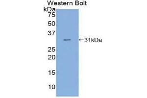 Western Blotting (WB) image for anti-Complement C2 (AA 245-451) antibody (ABIN1858186) (Complement C2 Antikörper  (AA 245-451))