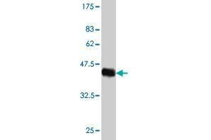 Western Blot detection against Immunogen (42. (HN1 Antikörper  (AA 1-154))