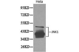 Western Blotting (WB) image for anti-Mitogen-Activated Protein Kinase 8 (MAPK8) antibody (ABIN1873630) (JNK Antikörper)