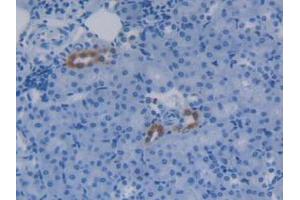 IHC-P analysis of Mouse Kidney Tissue, with DAB staining. (APOC4 Antikörper  (AA 28-124))