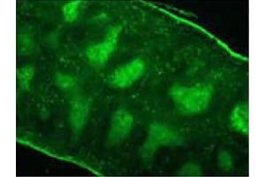 Frozen mouse splenic section was stained Rat Anti-Mouse CD3ε-FITC (CD3 epsilon Antikörper  (FITC))