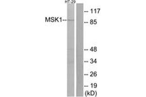 Western Blotting (WB) image for anti-Ribosomal Protein S6 Kinase, 90kDa, Polypeptide 5 (RPS6KA5) (AA 343-392) antibody (ABIN2889029) (MSK1 Antikörper  (AA 343-392))