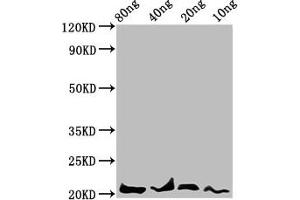 Western Blot Positive WB detected in Recombinant protein All lanes: LEP antibody at 4. (Leptin Antikörper  (AA 22-167))