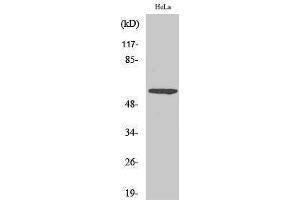 Western Blotting (WB) image for anti-GTPase Activating Protein (SH3 Domain) Binding Protein 1 (G3BP1) (pSer232) antibody (ABIN3172901) (G3BP1 Antikörper  (pSer232))